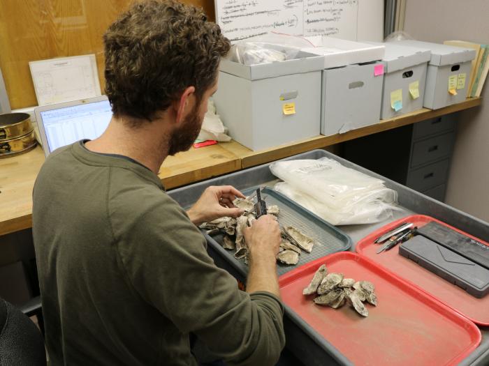 male graduate student measuring oyster from a Native American site