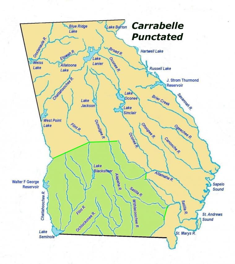 carrabellepunctatedles3.jpg