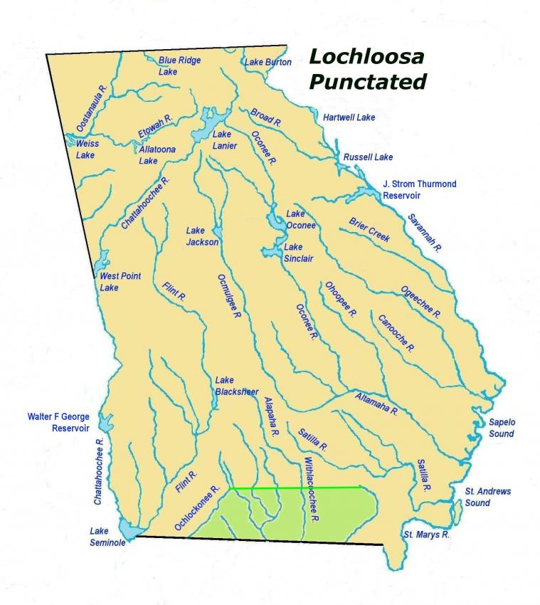 lochloosapunctatedles2.jpg
