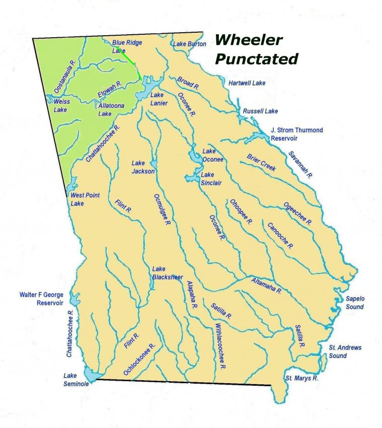 wheelerpunctatedles2.jpg
