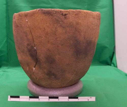 alachua_cob_marked_fmnh_2004_184.jpg
