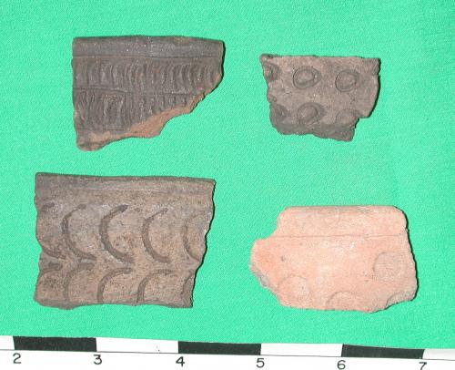 carabellepunctatefmnh9131141les.jpg
