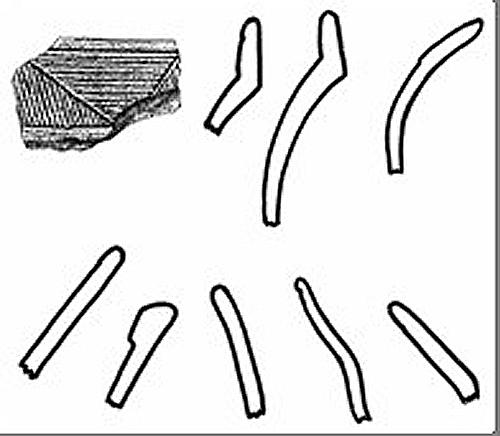 carrabelleincised1.jpg