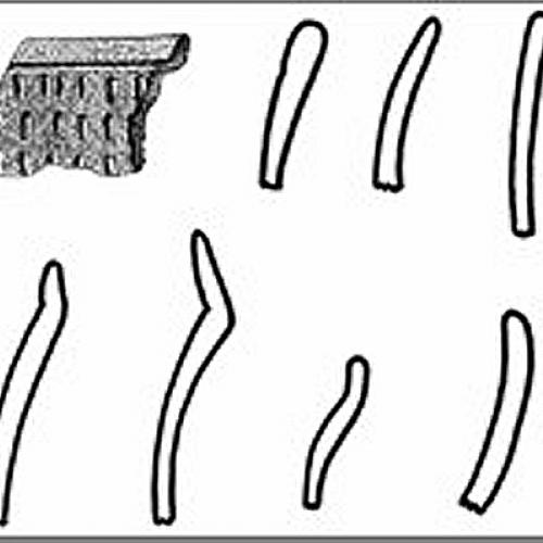 carrabellepunctated2.jpg