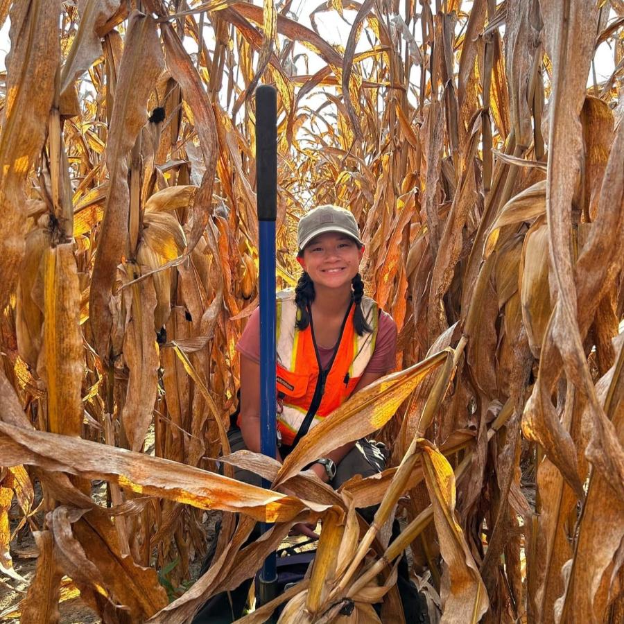 Lily in cornfield